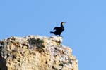 birds cormorants