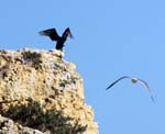 birds cormorants