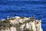 birds cormorants