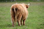 Animals Highland Cattles 