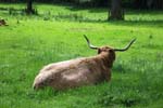 Animals Highland Cattles 