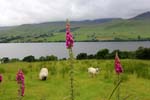 Loch Tay 