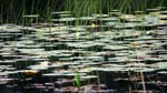 Macros Waterlillies 