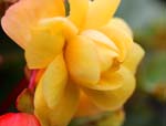 macro begonia