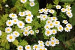 macro daisies