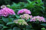 macro hortensia 