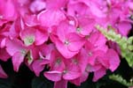 macro hortensia 