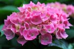 macro hortensia 