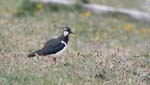 Birds Northern Lapwing