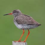 Birds Redshank