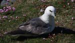 SeaBirds Hering Gull