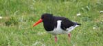 SeaBirds Oystercatcher