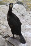 Seabirds Cormorants