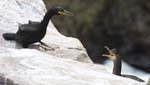 Seabirds Cormorants