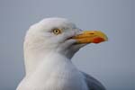 Seabirds Dominicus Gulls 