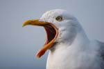 Seabirds Dominicus Gulls 