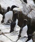 Seabirds Guillemots 