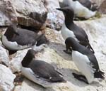 Seabirds Guillemots 