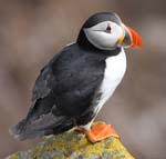 Seabirds Puffins 