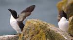 Seabirds Razorbills 