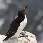 Seabirds Razorbills 