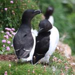 Seabirds Razorbills 