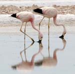 flamingo chile laguna chaxa 