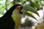 tucan 