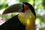 tucan 