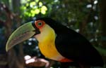 tucan 