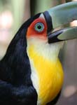 tucan 