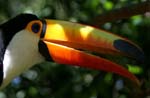 tucan 