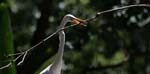 white heron 