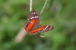 amazonas insects butterfly 